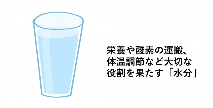 栄養や酸素の運搬、体温調節など大切な役割を果たす「水分」