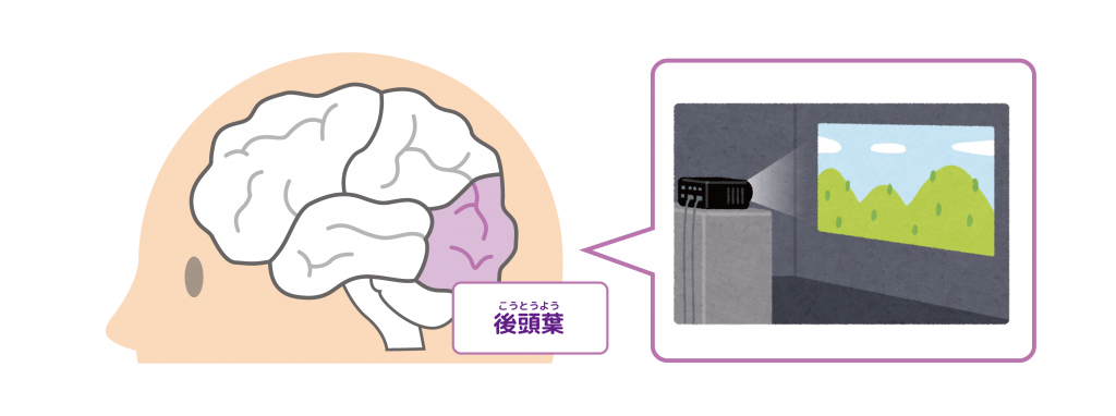 後頭葉