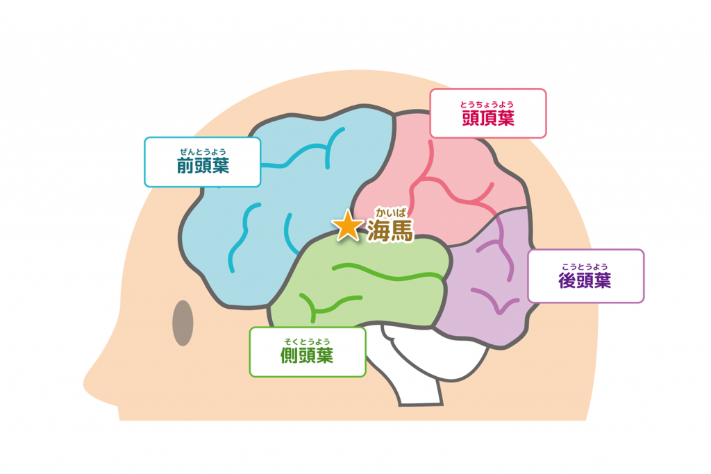 脳の構造とはたらき