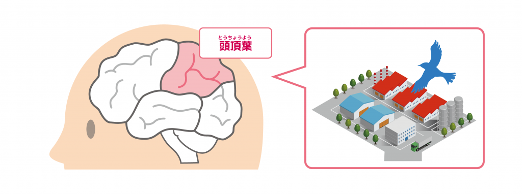 頭頂葉